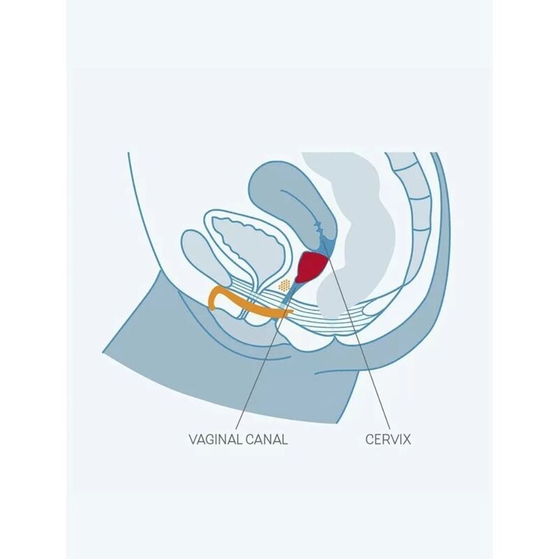 Comprar FUN FACTORY Fun Copa Vaginal Talla B – Copa Menstrual Cómoda Con Diseño Innovador-Noxtic