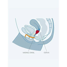 Comprar FUN FACTORY Fun Copa Vaginal Talla B – Copa Menstrual Cómoda Con Diseño Innovador-Noxtic
